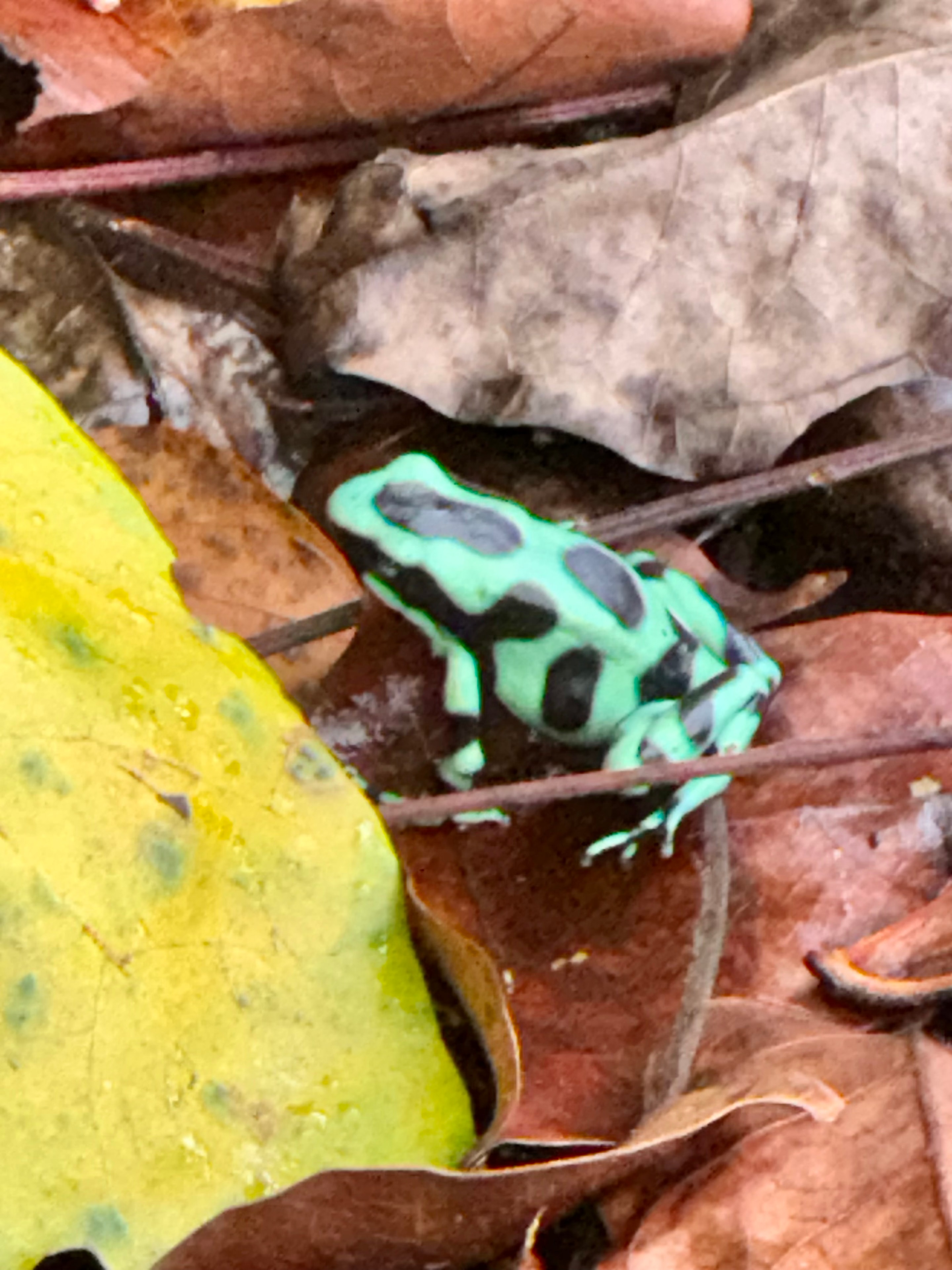 Costa Rica trek — river crossing in heavy rain