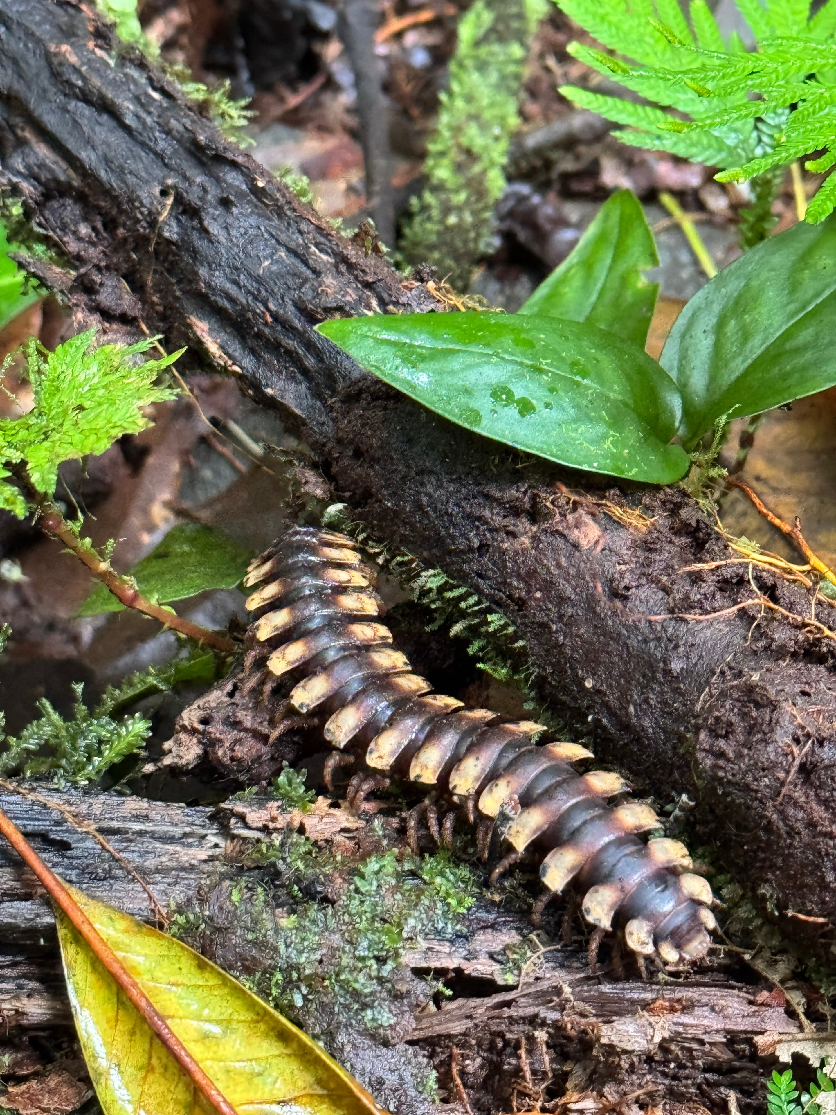 Costa Rica trek — millipede on mossy forest log