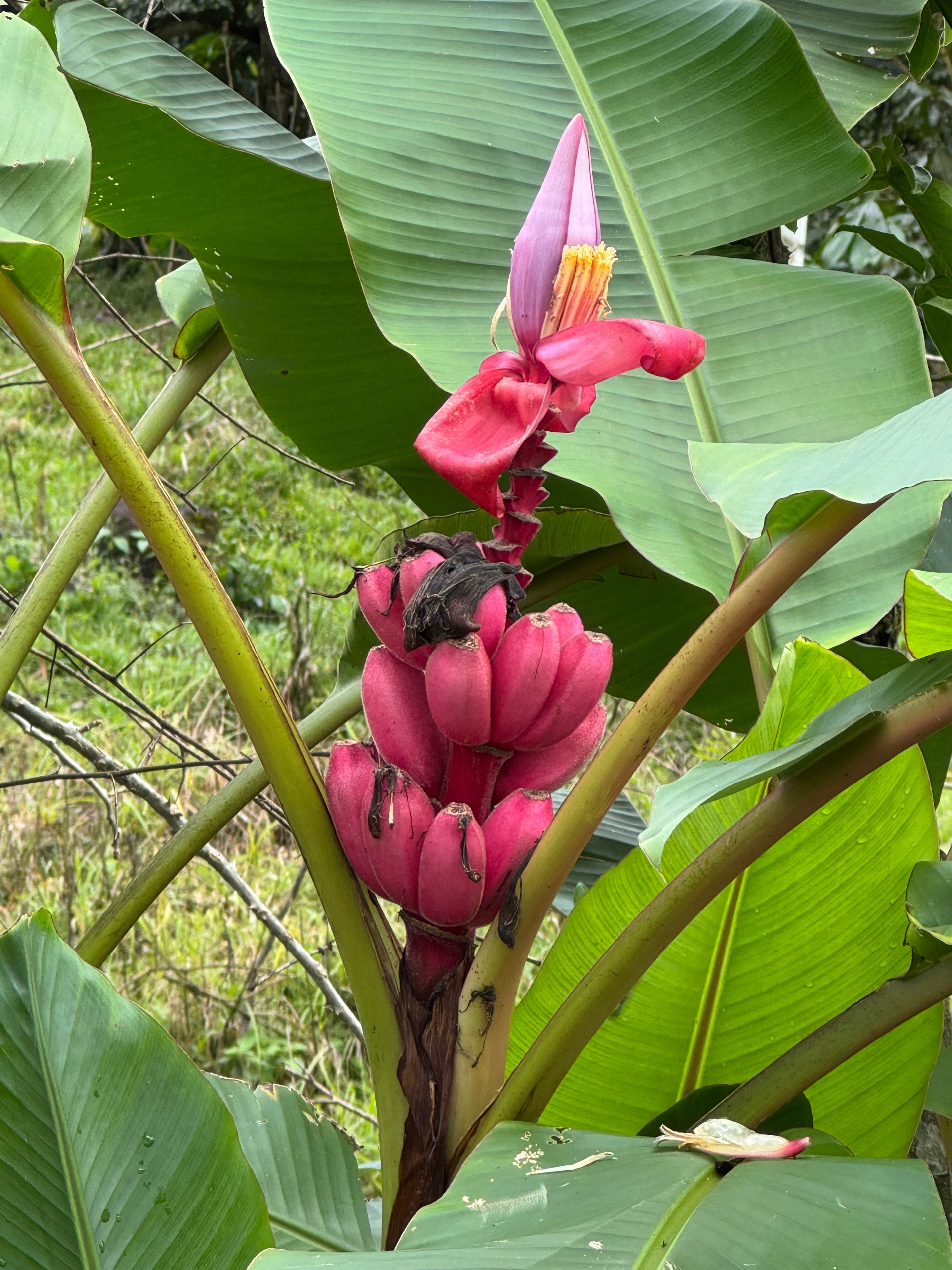 Costa Rica trek — pink banana flower in bloom