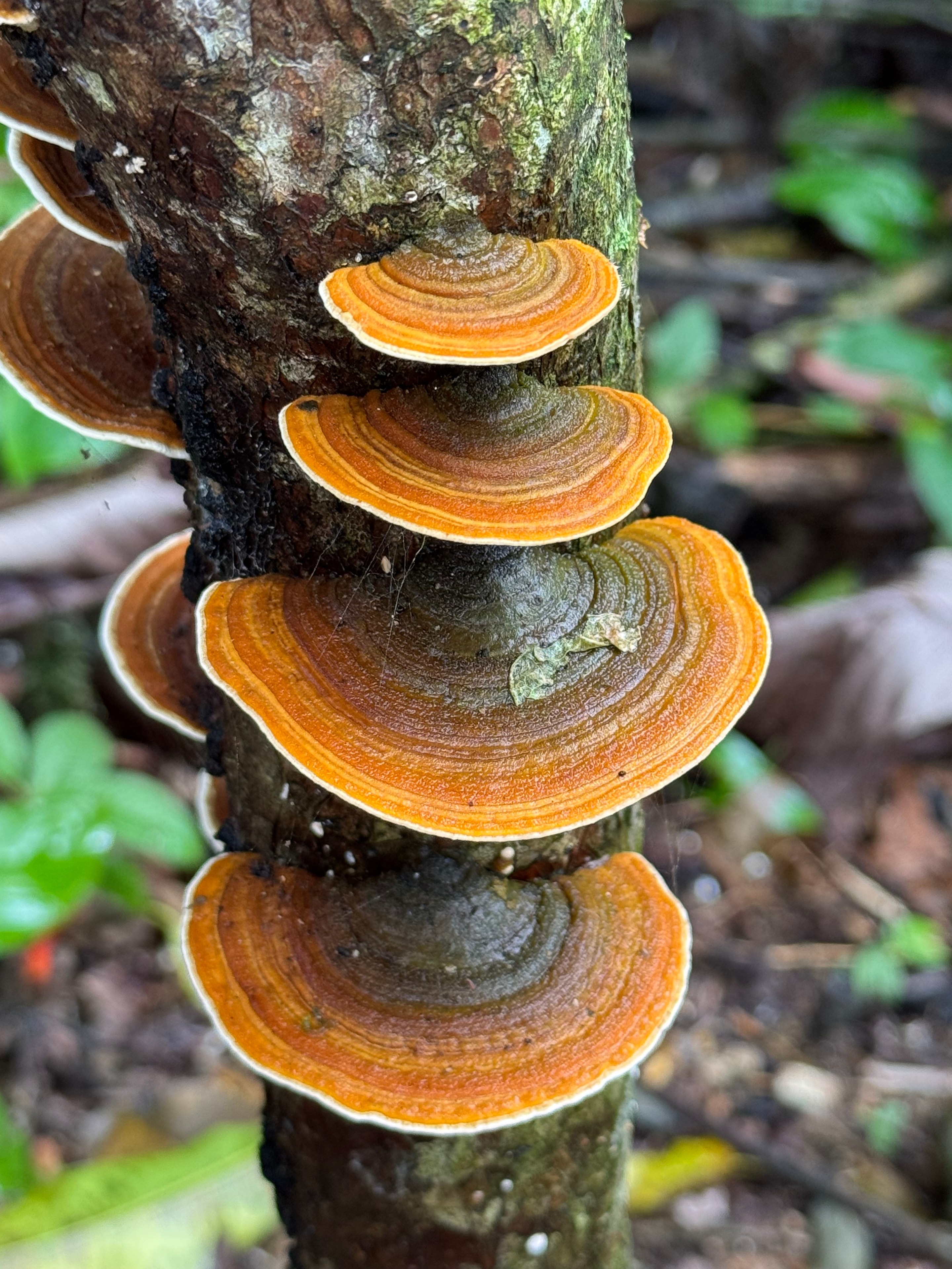 Costa Rica trek — orange shelf fungi on mossy tree trunk