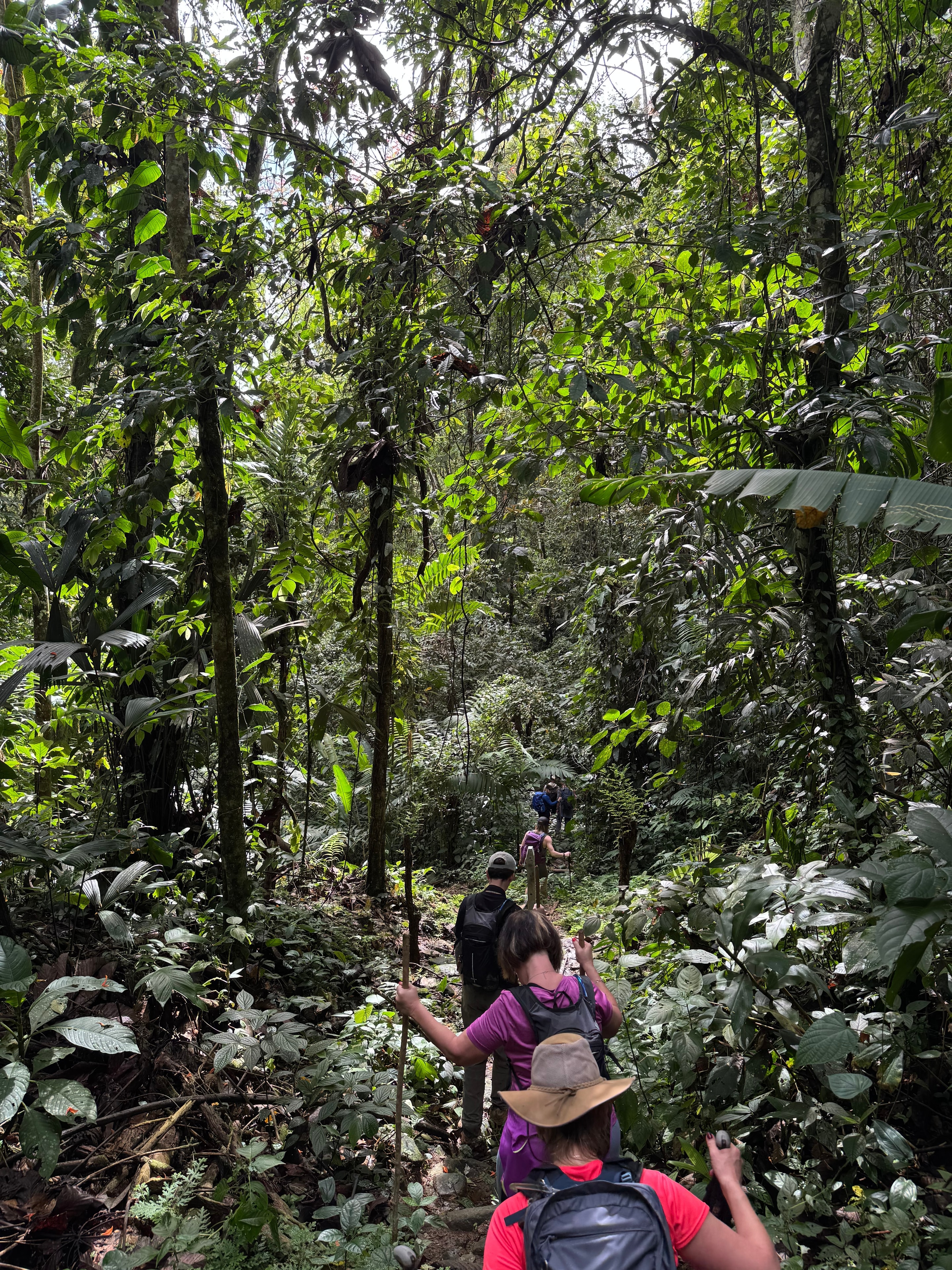 Costa Rica trek — hikers trekking through dense rainforest canopy