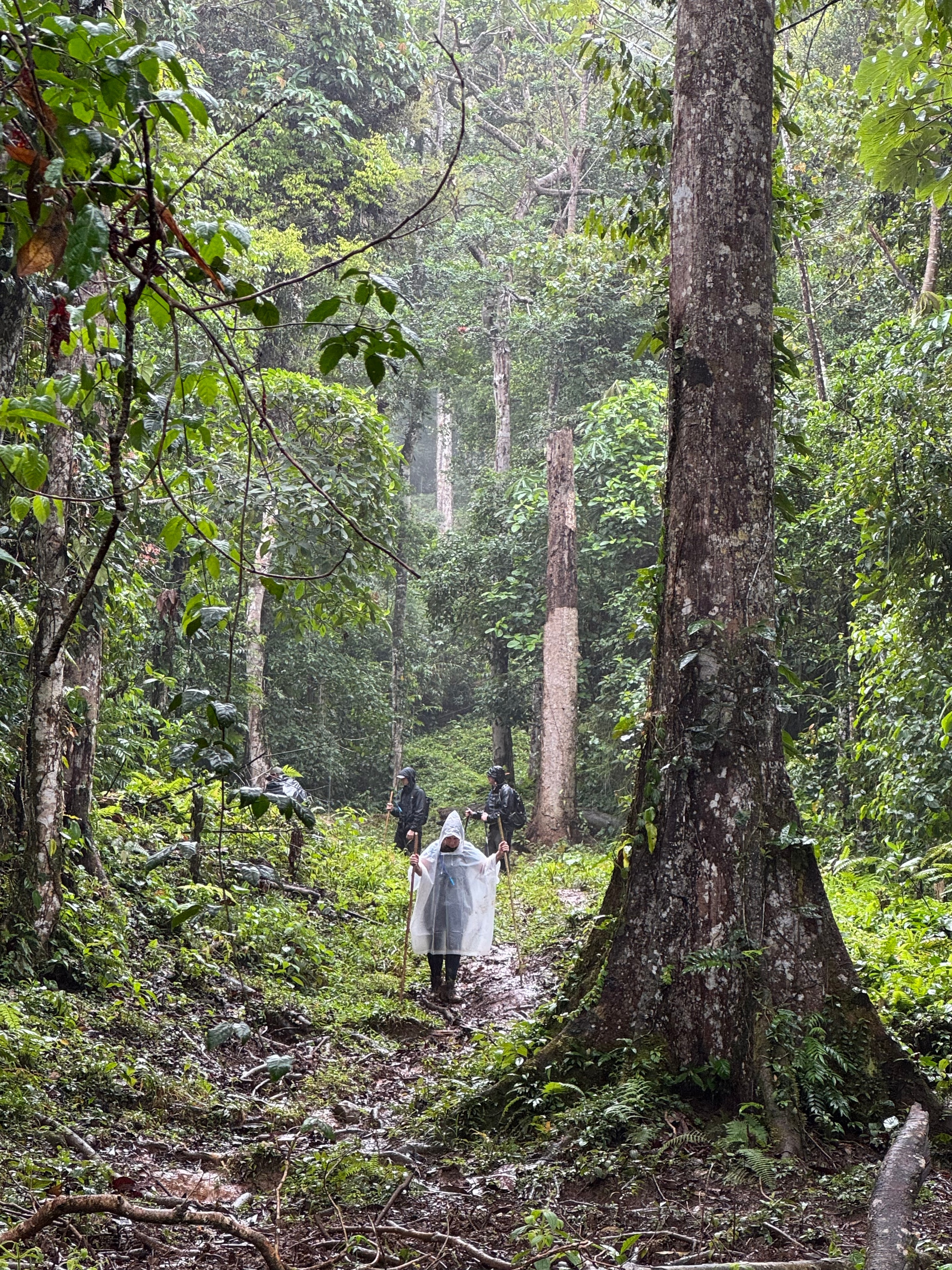 Costa Rica trek — hikers in ponchos through primary rainforest