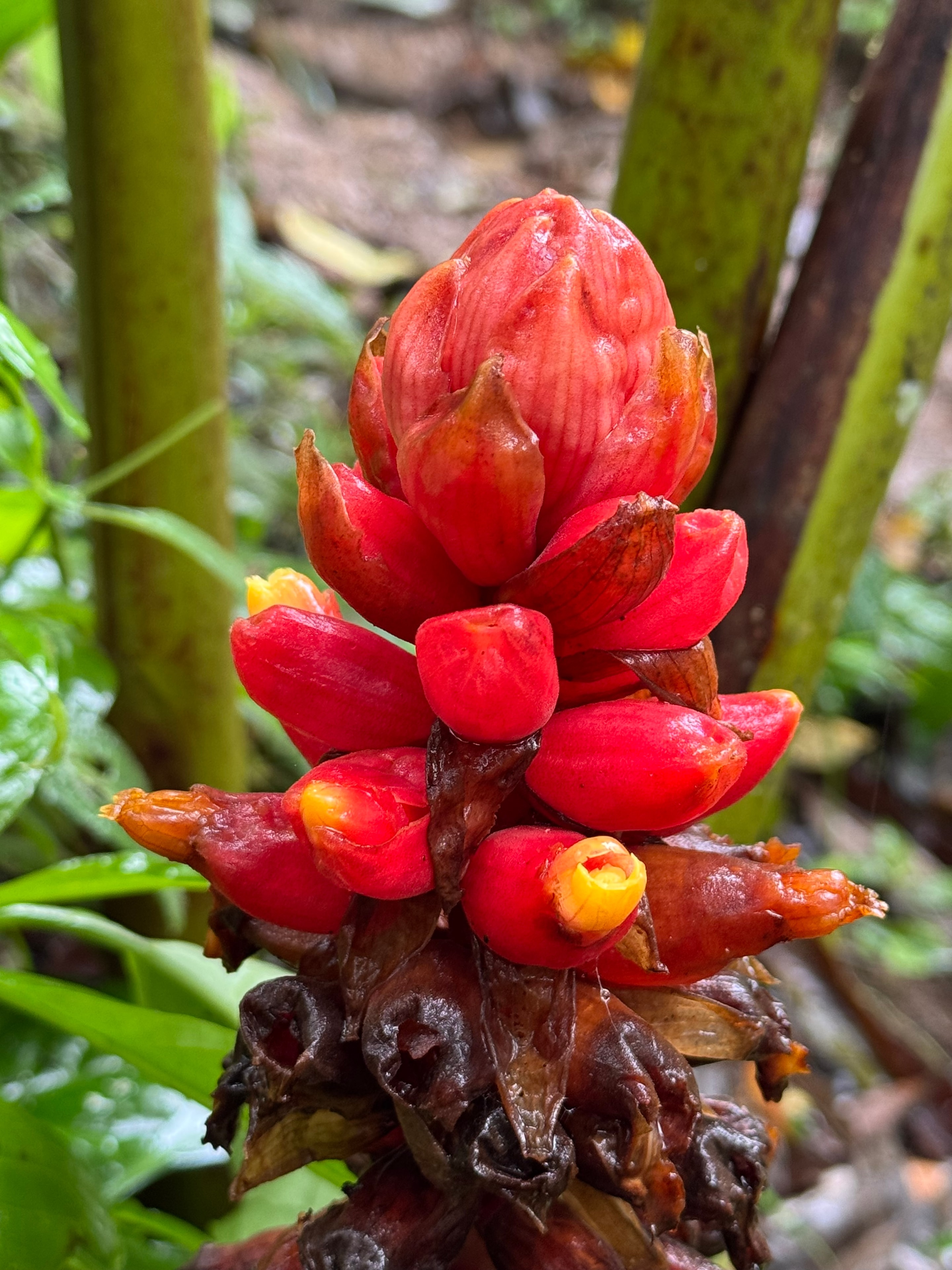 Costa Rica trek — red tropical ginger flower close-up