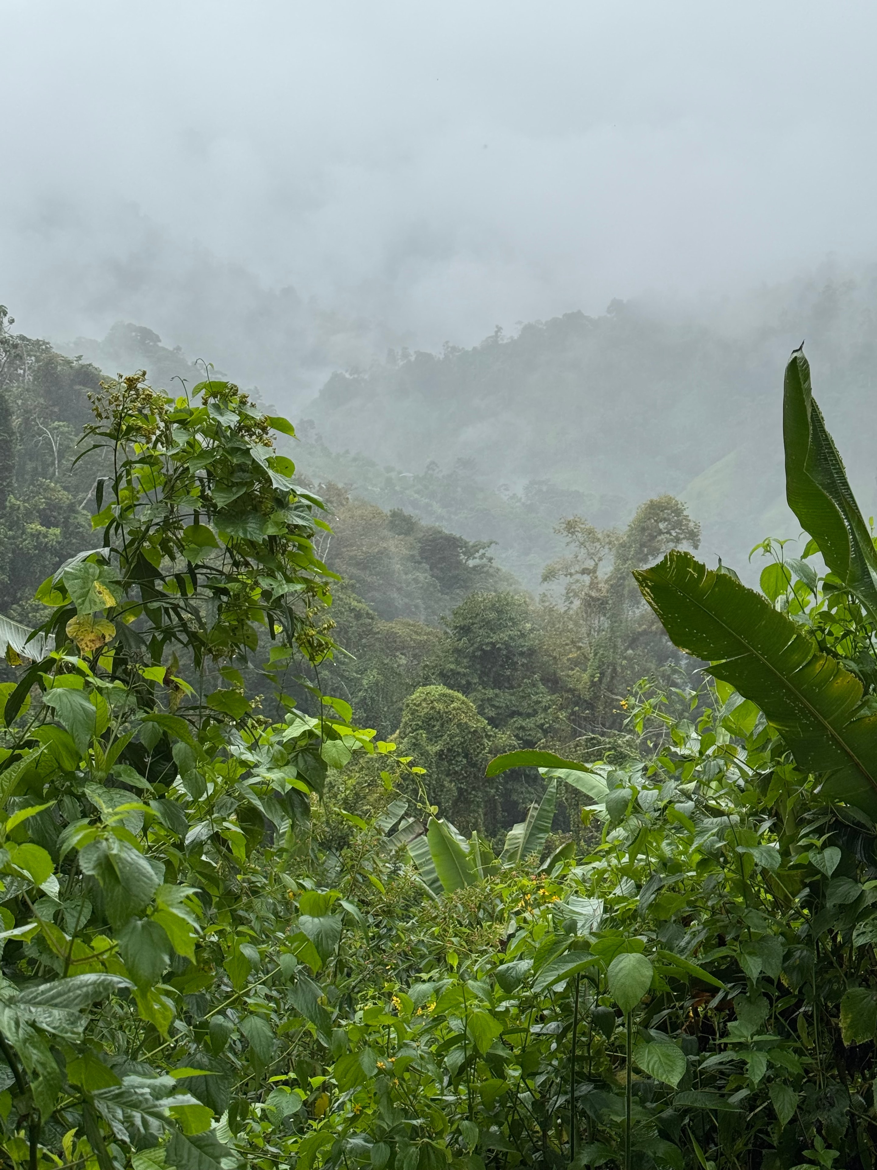 Costa Rica trek — misty jungle valley landscape