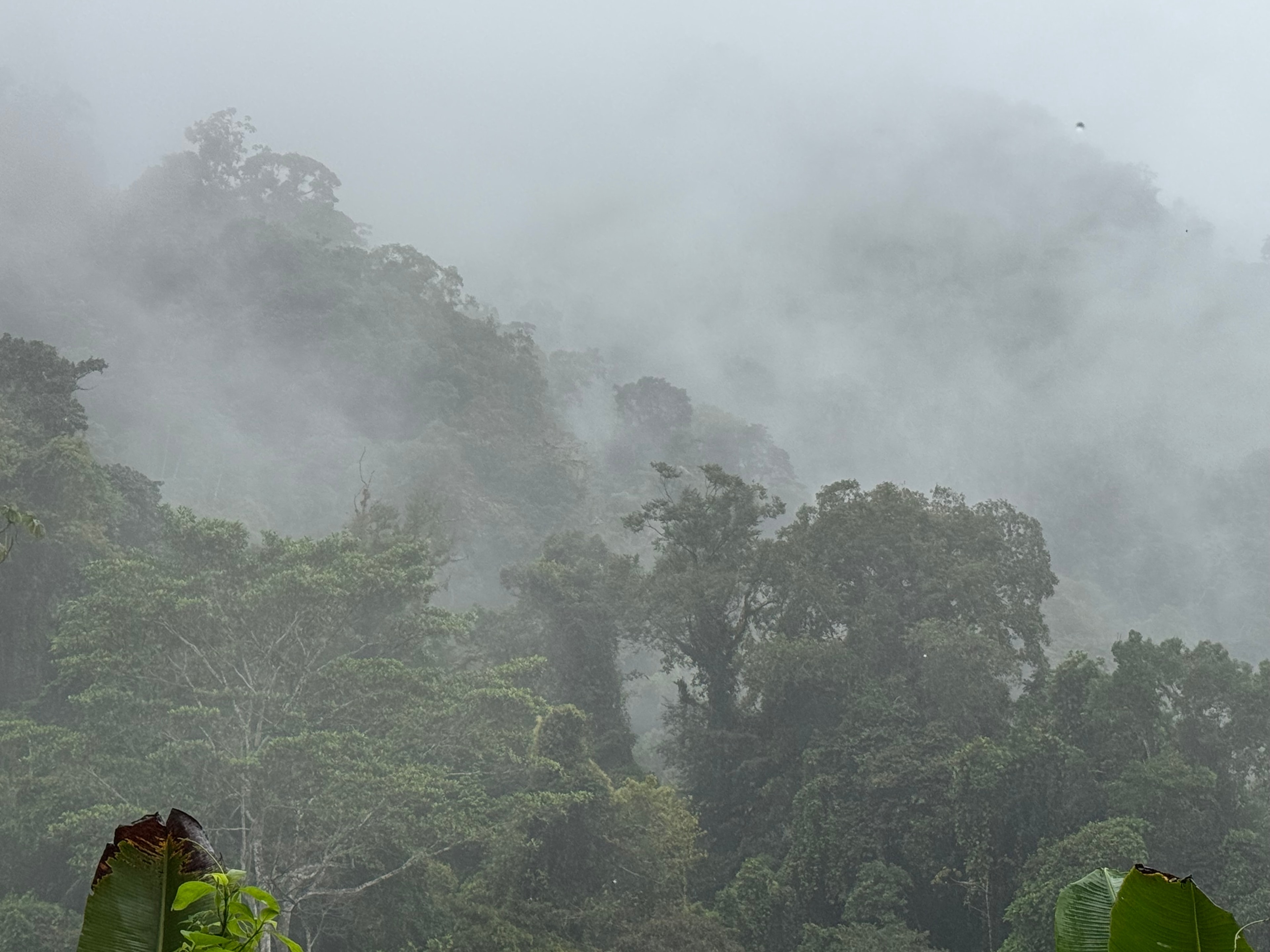 Costa Rica trek — misty rainforest canopy