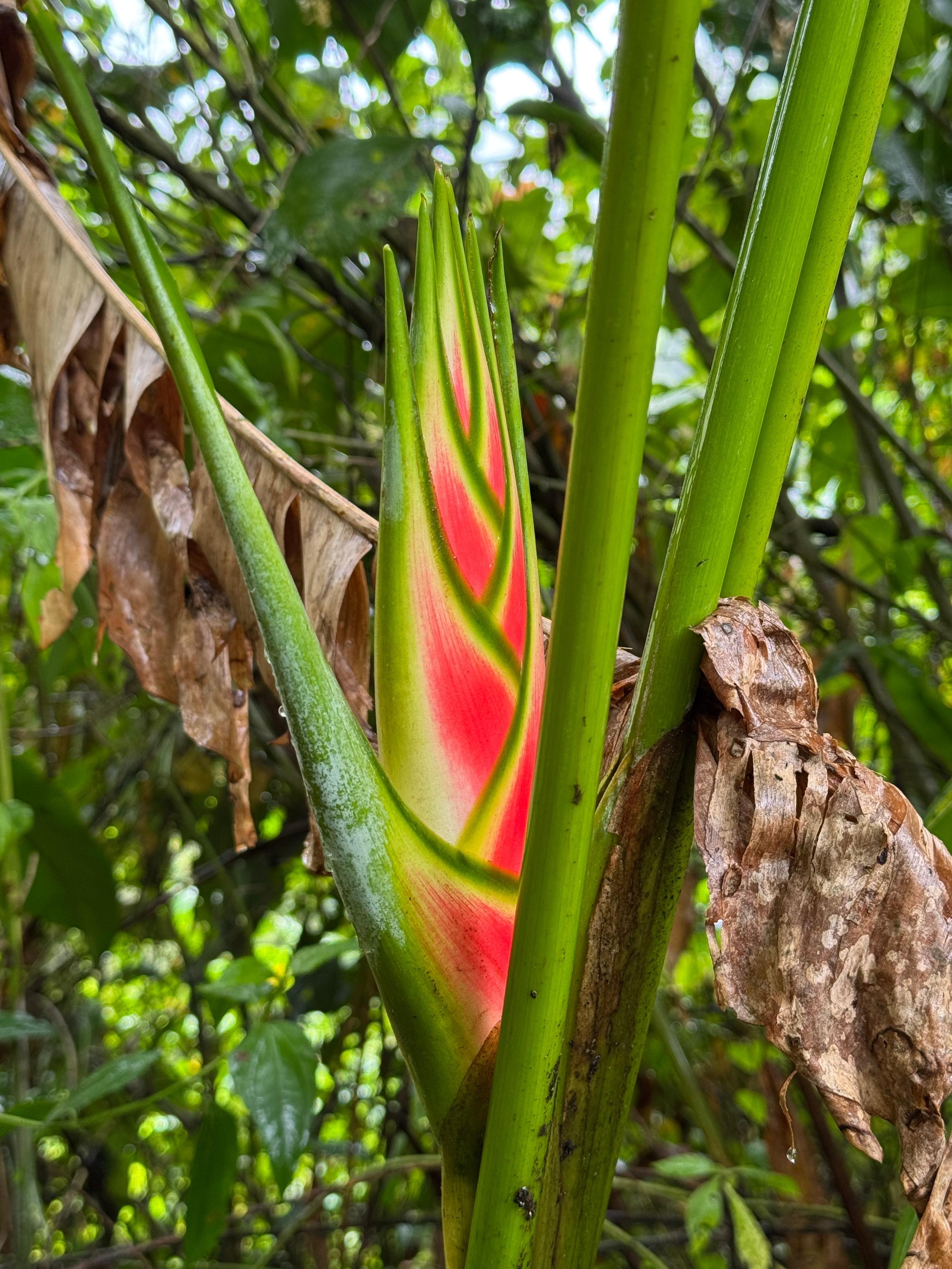 Costa Rica trek — heliconia tropical plant bud