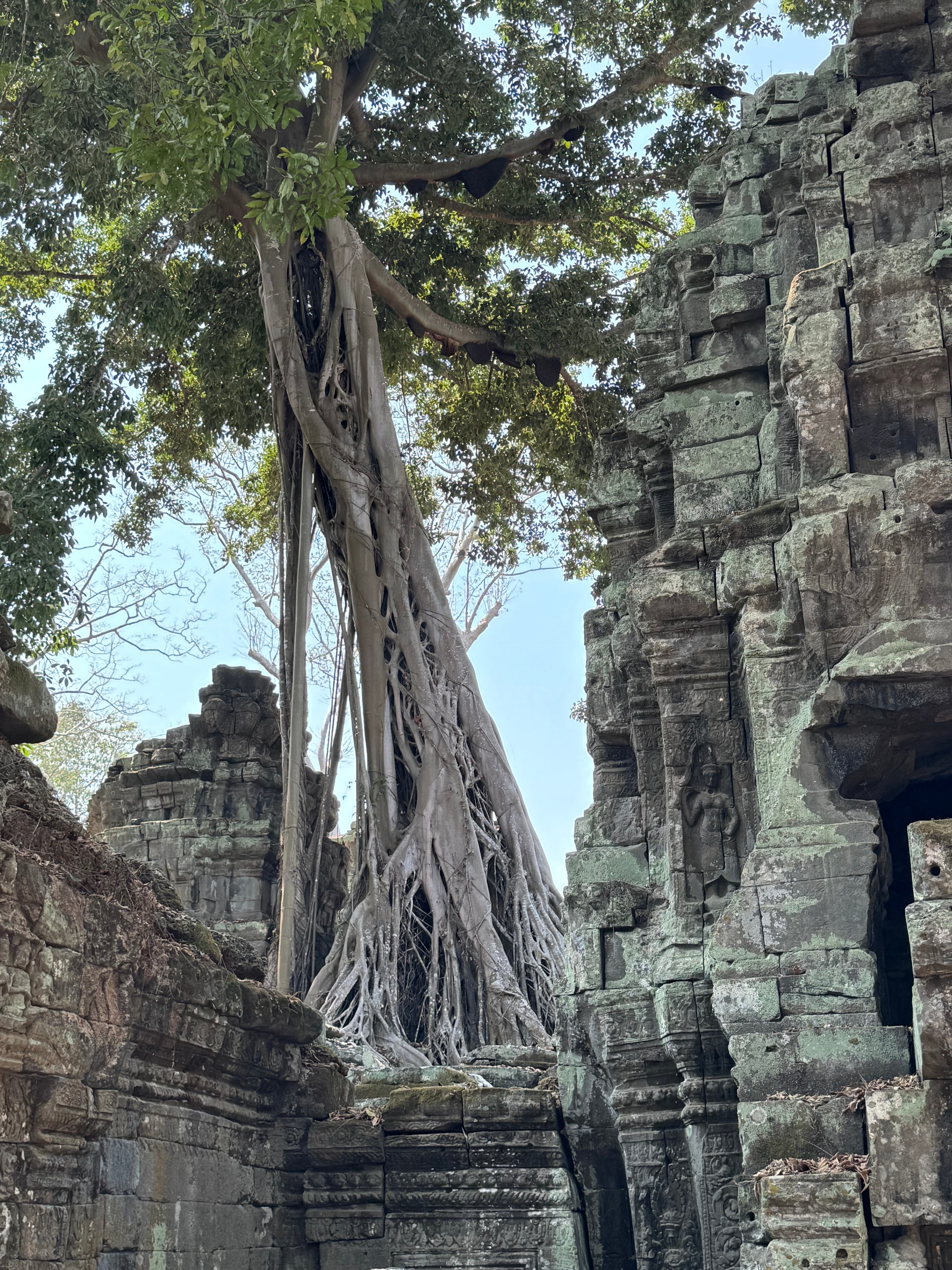 Ho Chi Minh to Angkor Wat — ancient temple ruins with massive tree roots